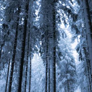 Dark winter vertical wallpaper