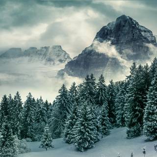 1920x1080 winter tree wallpaper