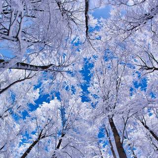 1920x1080 winter tree wallpaper