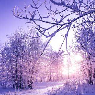 1920x1080 winter tree wallpaper