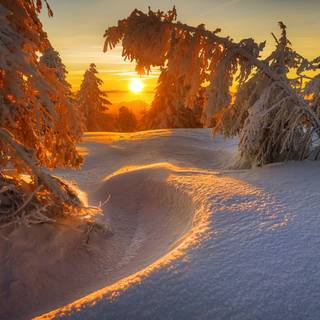 1920x1080 winter tree wallpaper