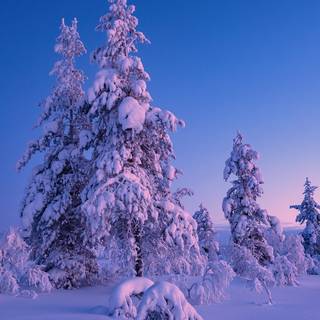 1920x1080 winter tree wallpaper