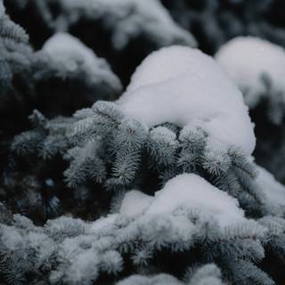 Aesthetic winter mobile wallpaper