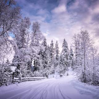 1920x1080 winter tree wallpaper