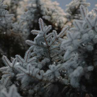 Aesthetic winter mobile wallpaper