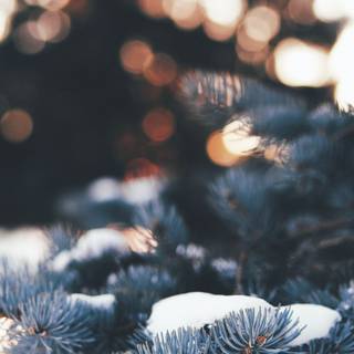 Aesthetic winter mobile wallpaper