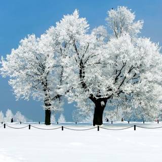 1920x1080 winter tree wallpaper