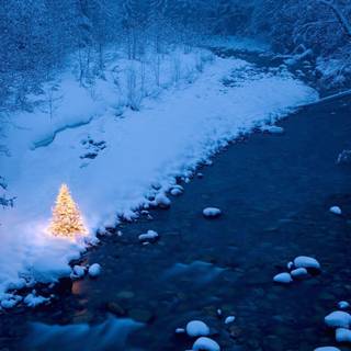 1920x1080 winter tree wallpaper