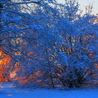 Winter blue computer wallpaper