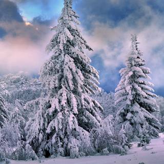 1920x1080 winter tree wallpaper