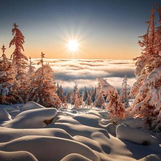 1920x1080 winter tree wallpaper