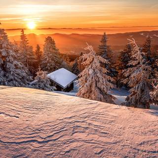 1920x1080 winter tree wallpaper