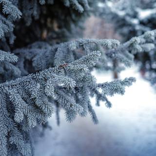 1920x1080 winter tree wallpaper