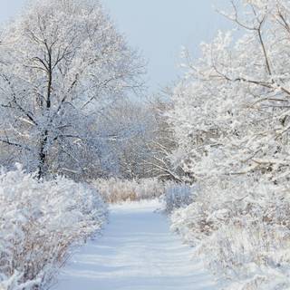 Aesthetic winter mobile wallpaper