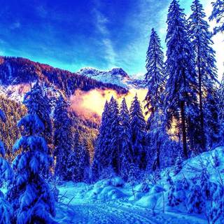 1920x1080 winter tree wallpaper