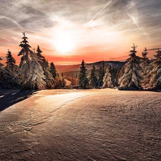 1920x1080 winter tree wallpaper