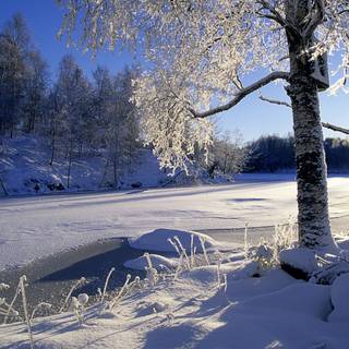 1920x1080 winter tree wallpaper