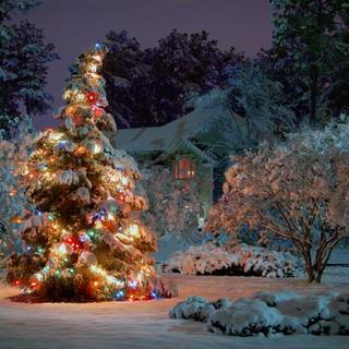 Outside Christmas tree wallpaper