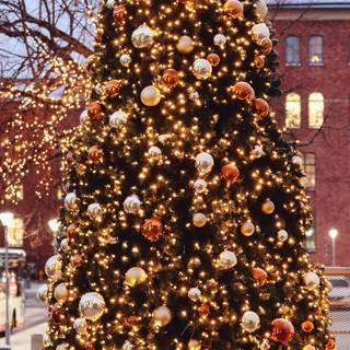 Outside Christmas tree wallpaper