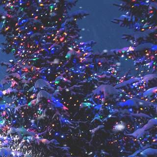 Outside Christmas tree wallpaper
