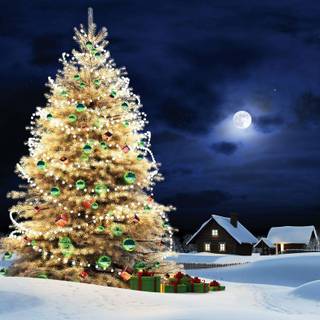Outside Christmas tree wallpaper