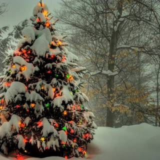 Outside Christmas tree wallpaper
