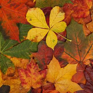 Abstract autumn Mac wallpaper