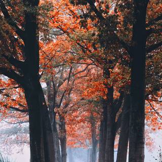 Autumn fog forest wallpaper