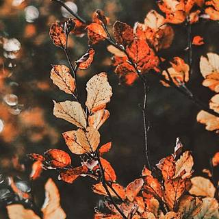 Autumn art PC wallpaper