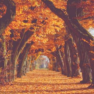 Autumn art PC wallpaper