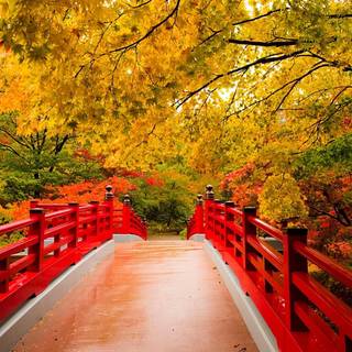 Abstract autumn Mac wallpaper