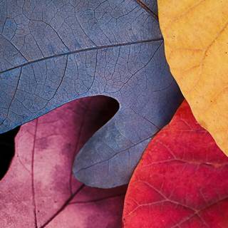 Abstract autumn Mac wallpaper