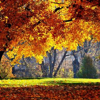 Abstract autumn Mac wallpaper