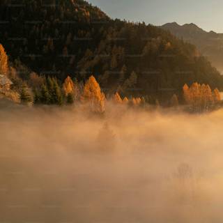 Foggy autumn 4k wallpaper