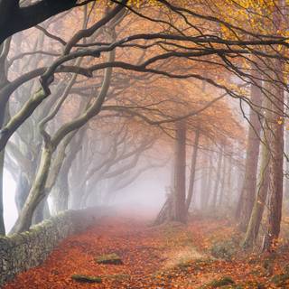 Foggy autumn 4k wallpaper