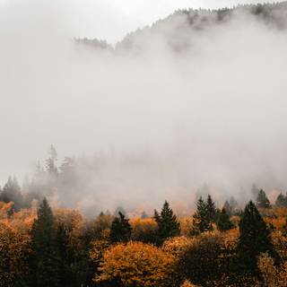 Foggy autumn 4k wallpaper