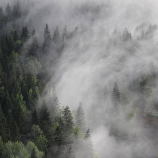 Foggy autumn 4k wallpaper