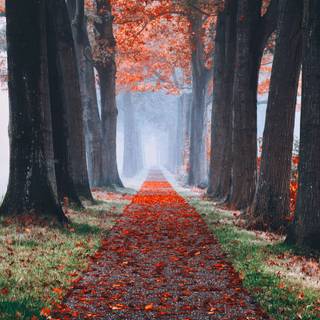 Foggy autumn 4k wallpaper