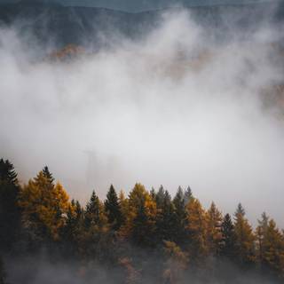 Foggy autumn 4k wallpaper