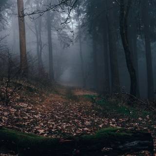 Foggy autumn 4k wallpaper