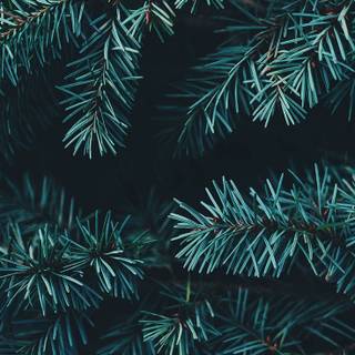 Preppy blue Christmas wallpaper