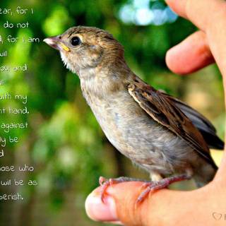 Isaiah 41:10-11 wallpaper