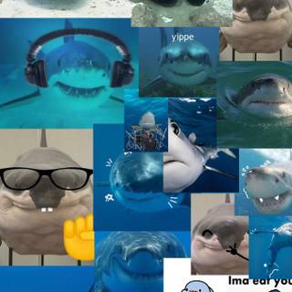 Sharks core wallpaper