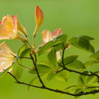 Windows 7 spring wallpaper