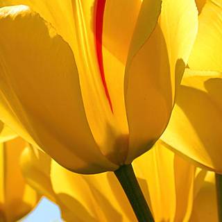 Windows 7 spring wallpaper