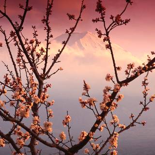 Windows 7 spring wallpaper