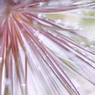 Windows 7 spring wallpaper