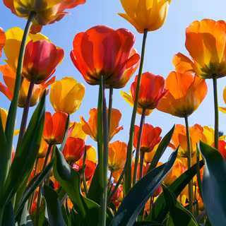 Windows 7 spring wallpaper