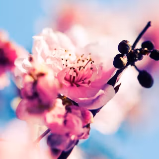 Windows 7 spring wallpaper