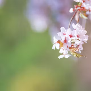 Windows 7 spring wallpaper